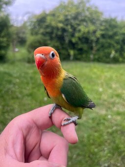 AGAPORNIS FISHER Maznačik-krotký - 13