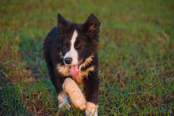 Border kólia s PP - 13