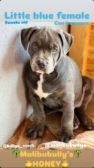 American bully xl/xxl s PP - 13