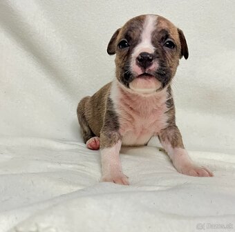 Americky Stafordšírský Terier šteniatka - 13