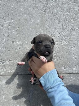 American Bully - 13