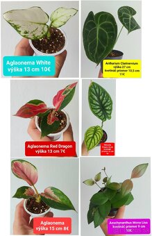 Izbové rastliny - 13