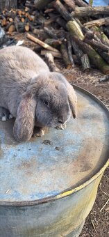 Francúzsky baran - 13