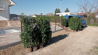 Tuja Smaragd, vavrínovec, červienka - Poprad - 13
