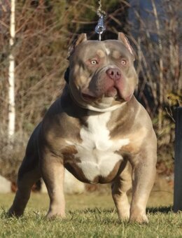 AMERICAN BULLY - 13