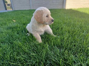 Zlatý retriever - 13