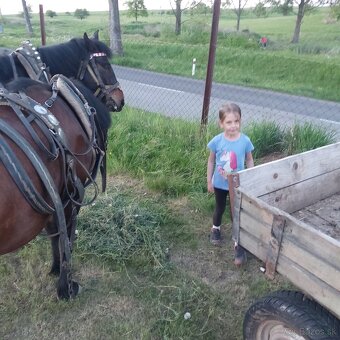Predám valacha hucula Rezervovaný - 13