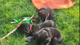 Labrador čierny šteniatko - labradorský retríver - 13