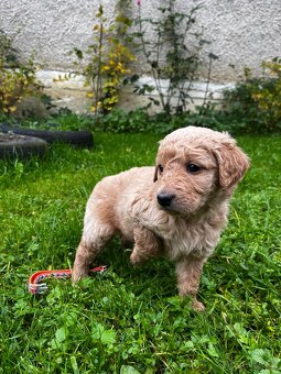 Goldendoodle šteniatka F2 - 13