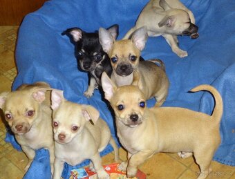 čivava krátkosrstá - 13