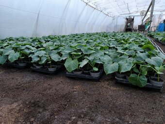 Planty - 13
