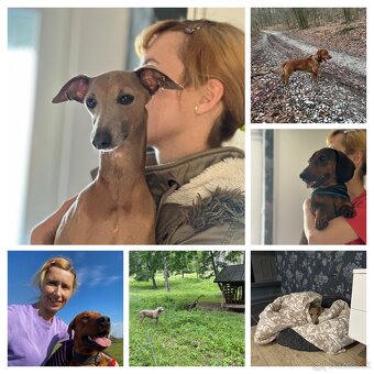 Stráženie psíkov - 13