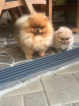Pomeranian s pp FCI - 13