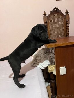 Steniatka labradora - 13