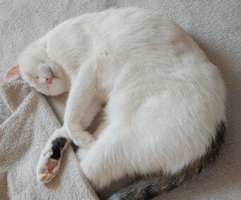 stelesnenie pokoja - 13