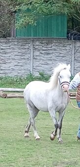 Pony kobylka - žrebná - 13