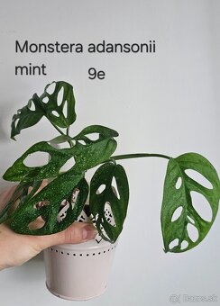 Monstery - rôzne druhy - 13