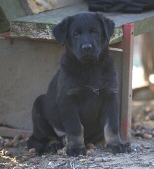 Nemecký ovčiak psík s PP - 13