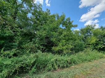 RODINNÝ DOM a POZEMOK 3783 m2 ČERMANY - VOĽNÝ - 13