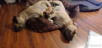 Krásna fenecka Kanárska Doga / Presa Canario s PP - 13