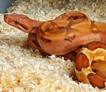 Boa constrictor - Veľhad kráľovský - KOMPLETNÁ ZBIERKA - 13