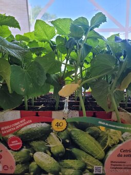 Predám planty stále 90% skladom plant - 13