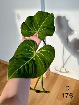 Philodendron Gloriosum odrezky - 13
