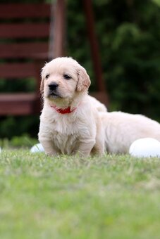 Zlatý retriever/ Golden retriever - 13