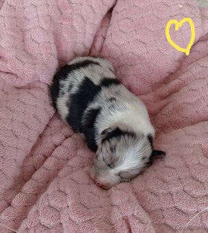 Border kólia s PP - 13