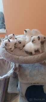 Ragdoll mačiatka, mačka - 13