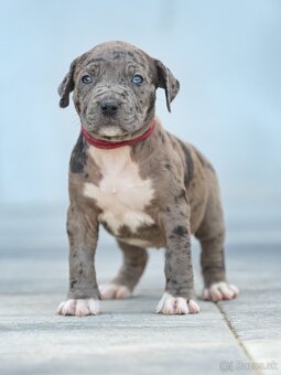 American bully xl, pitbull xxl - 13