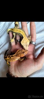 Pagekón riasnaty / Gekončik čínsky (Goniurosaurus hainanensi - 13