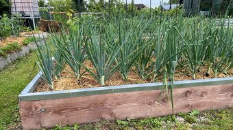 Záhrada s chatkou a studňou – Žabí majer - 13