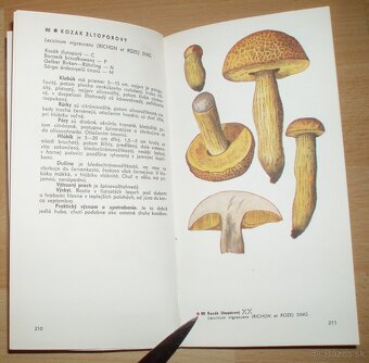 Naše huby - 13