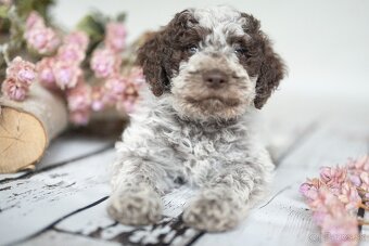Lagotto Romagnolo s PP - 13