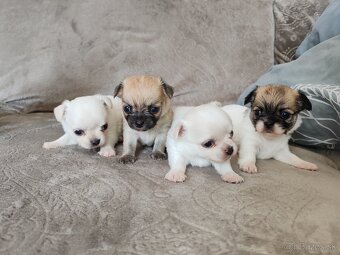 Čivava dlhosrstá, chihuahua, Solubist Dog KENNEL 💙💙 2 boy - 13