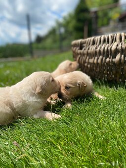 Zlatý Retriever - 13