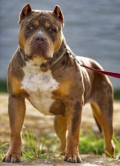 American Bully XL/XXL - 13