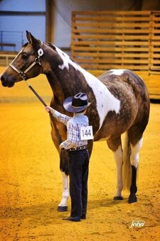 APH APHA PAINT HORSE ŽREBEC pripúšťanie - 13