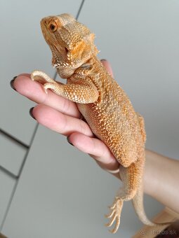 Predám mláďatá - agama bradatá - 13