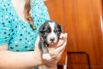 Šteniatká Border Kólia s PP, Border Kolia - 13