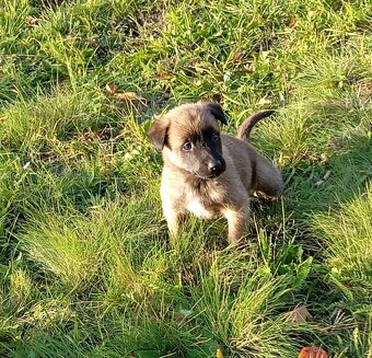 Šteniatka Belgický ovčiak - 13