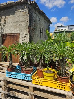 Citrusy palmy olivovniky bananovniky juky agave - 13