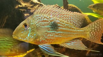 Geophagus - 13