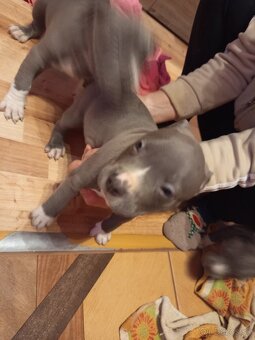 americky staforshier terrier - 13