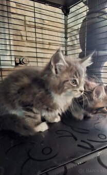 Mainská Mývalia mačka / Maine Coon - 13