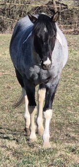 APH APHA PAINT HORSE ŽREBECE pripúšťanie - 13