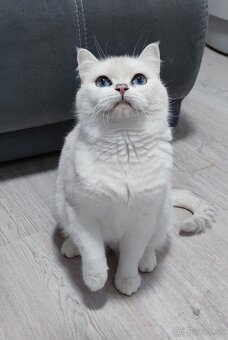 Britské mačiatka s PP na Vianoce❣️ - 13