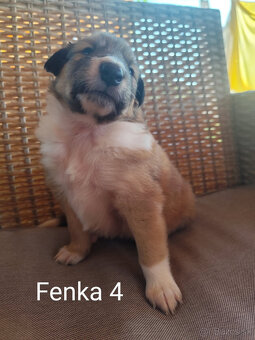 KÓLIA DLHOSRSTÁ,  ŠTENIATKA - 13