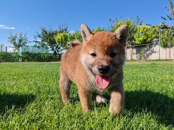 Shiba inu psýky s PP - 13